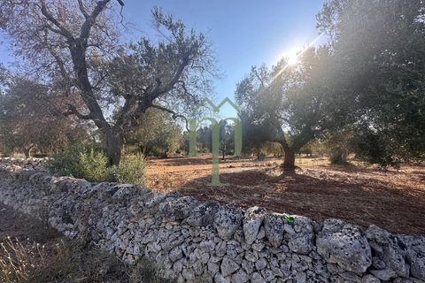 Terra a Carovigno, Brindisi, Carovigno - € 29.000 | Ref: Terreno Empire - foto 10